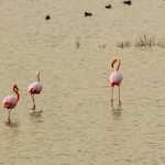 flamingos Cyprus